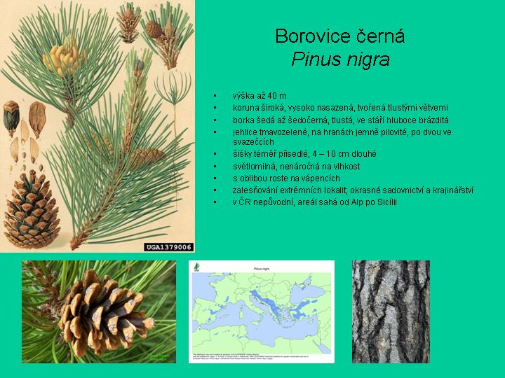 borovice černá(strom)-informace.jpg