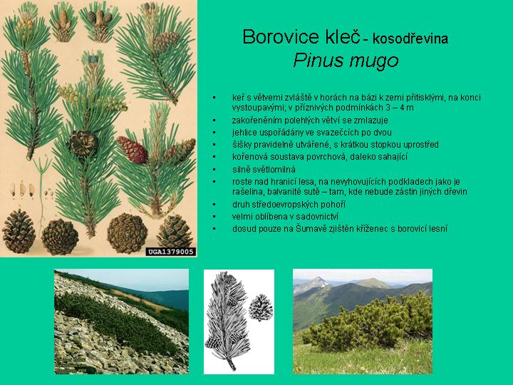 borovice kleč(strom)-informačky.jpg