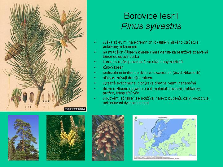 borovice lesní(strom)-informace.jpg