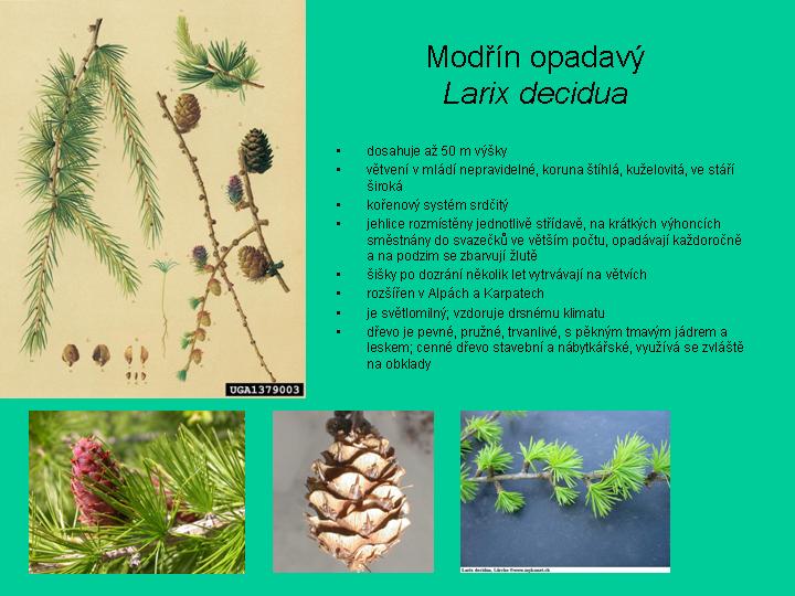 modřín opadaví(strom)-informace.jpg