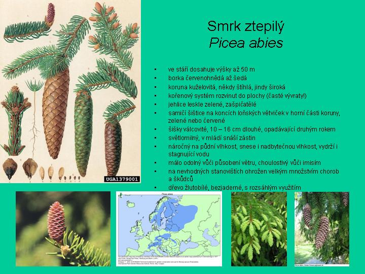 smrk ztepilí(strom)-informace.jpg