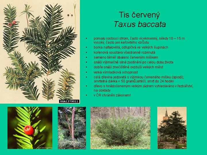 tis červený(strom)-informace.jpg